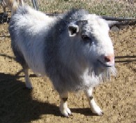 7F Ranch Grayson